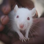 Dans le cadre d'une première scientifique, des souris conçues avec des neurones de rat présentent des compétences sensorielles avancées SciTechDaily