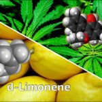 De grands espoirs : comment le d-limonène freine l'anxiété liée au THC SciTechDaily
