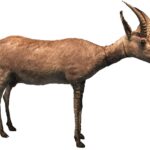 Des énigmes génétiques résolues : pourquoi la colonisation européenne a conduit l’antilope bleue à l’extinction SciTechDaily