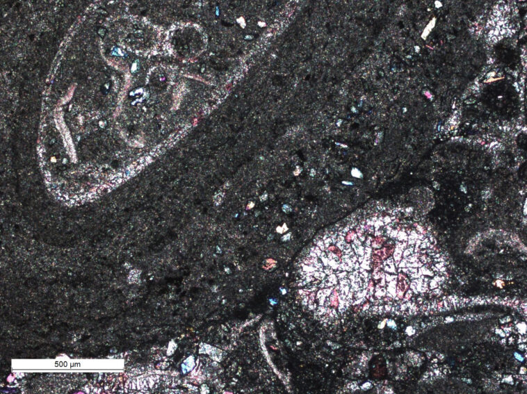 Évoluer dans l’ombre : les origines pauvres en oxygène de la vie complexe SciTechDaily