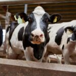 Le CDC met en garde contre la transmission de la vache à l'homme de la grippe aviaire H5N1 au Texas SciTechDaily