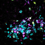 Les neurobiologistes ont découvert comment le stress se transforme en peur – et une méthode pour la bloquer SciTechDaily