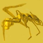 Master of Disguise : la stratégie de survie de l'araignée imitant les fourmis SciTechDaily