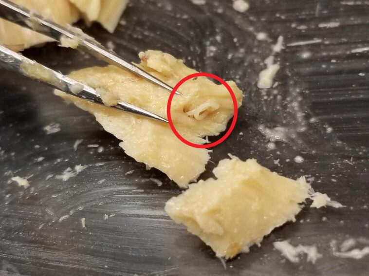 Percer les secrets de l'océan avec quatre décennies de saumon en conserve Anisakid Worm