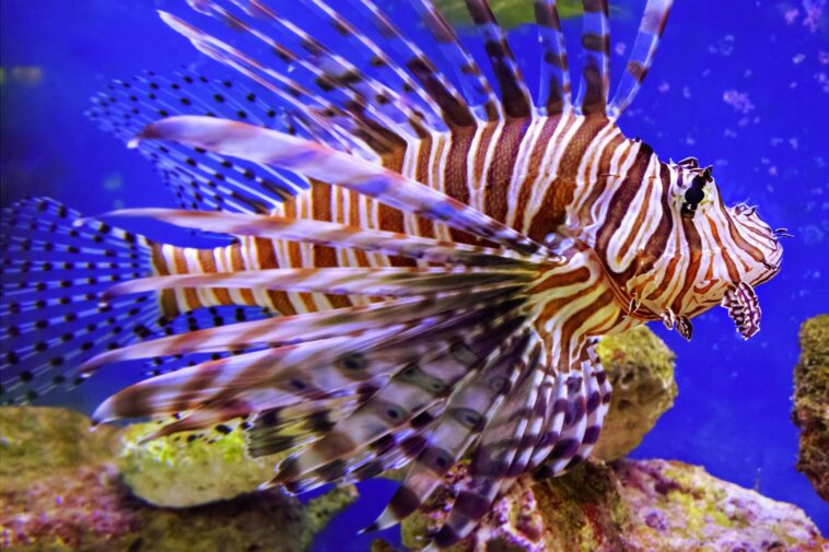 Prédateur au paradis : l'invasion rapide de la mer Méditerranée par le poisson-lion SciTechDaily