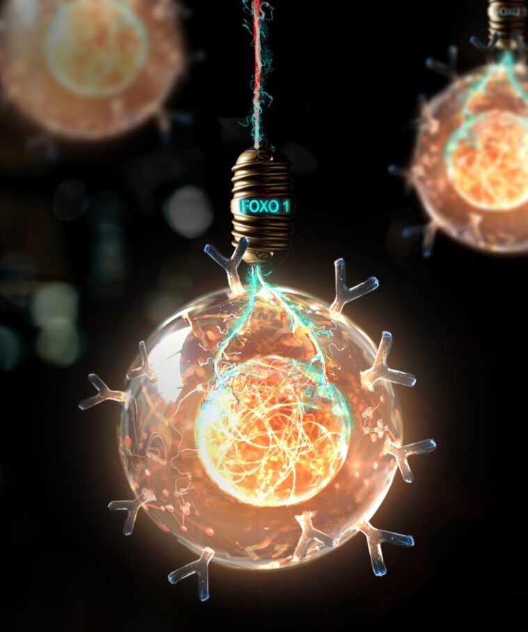 Révolutionner le traitement du cancer : découverte de la clé pour prolonger la vie des cellules CAR T SciTechDaily