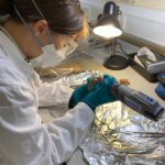 Une étude archéologique révèle les secrets du commerce des chevaux médiéval SciTechDaily