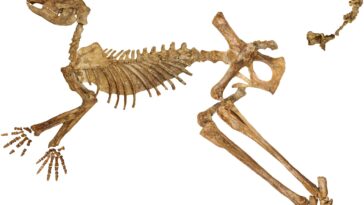 Une nouvelle espèce inhabituelle de kangourou géant découverte en Australie et en Nouvelle-Guinée