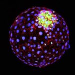 Une nouvelle recherche sur les cellules souches offre un premier aperçu du développement humain précoce SciTechDaily