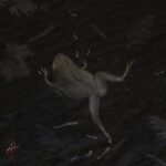 Vieille science, nouveaux rebondissements : d’anciens fossiles de grenouilles bouleversent des croyances vieilles de 100 ans SciTechDaily