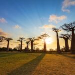 Comment les baobabs ont conquis le monde depuis Madagascar SciTechDaily