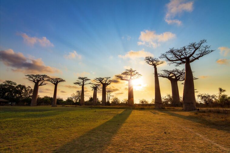 Comment les baobabs ont conquis le monde depuis Madagascar SciTechDaily