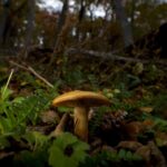 Découvrir la lutte cachée entre les arbres et les champignons dans un monde qui se réchauffe SciTechDaily