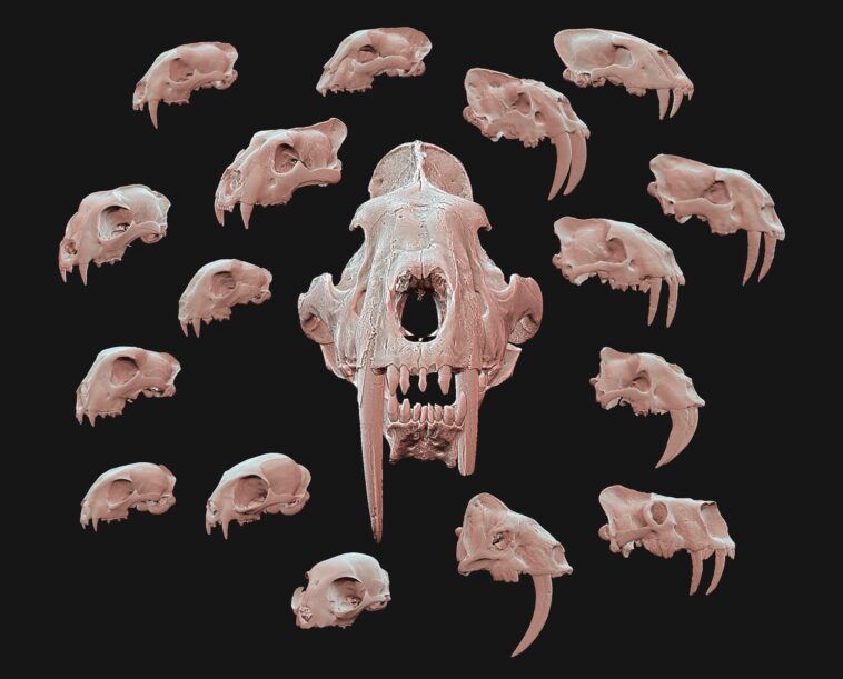 Des chatons aux tueurs : l'évolution surprenante des tigres à dents de sabre SciTechDaily