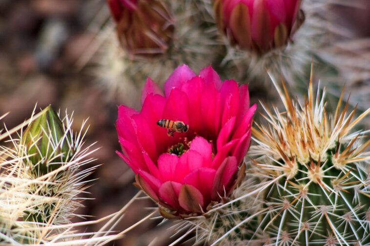 Disparition des pollinisateurs : comprendre le déclin des abeilles et des papillons SciTechDaily