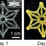Fabriquer des matériaux vivants programmables avec la biologie synthétique et l'impression 3D SciTechDaily