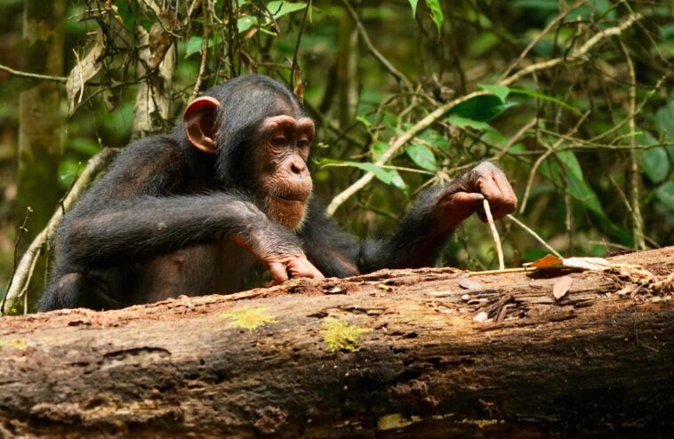 Intelligence évolutive : comment les chimpanzés maîtrisent les outils jusqu'à l'âge adulte SciTechDaily