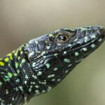 Le lézard « l'Incroyable Hulk » dévoile les secrets de son adaptation évolutive SciTechDaily