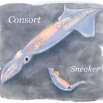 Le timing est primordial : les dates de naissance des calmars influencent les stratégies amoureuses SciTechDaily