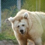 Une vue d’ensemble des tactiques de blocage de Mike Johnson concernant l’aide à l’Ukraine Une vue d’ensemble des tactiques de blocage de Mike Johnson concernant l’aide à l’Ukraine