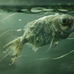 Anciens gènes, nouvelles astuces : la science de l'animation suspendue dans Killifish SciTechDaily