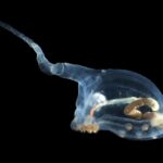 Unicumber Sea Cucumber