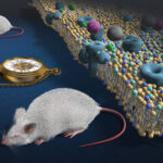 Décrypter le vieillissement : une nouvelle recherche sur les lipides révèle les secrets de la longévité et des maladies chroniques SciTechDaily