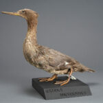 L'ADN ancien dévoile les origines d'une mystérieuse lignée de harles SciTechDaily