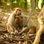 La catastrophe climatique oblige les singes des îles à maîtriser rapidement de nouvelles compétences sociales
