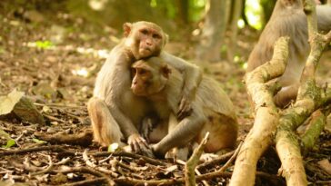 La catastrophe climatique oblige les singes des îles à maîtriser rapidement de nouvelles compétences sociales