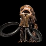 Le mystère de la mégafaune : les scientifiques découvrent de nouveaux indices sur ce qui est arrivé aux plus grands animaux d'Amérique du Nord SciTechDaily