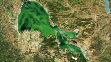 Menace verte : algues toxiques et négligence environnementale à Clear Lake, en Californie