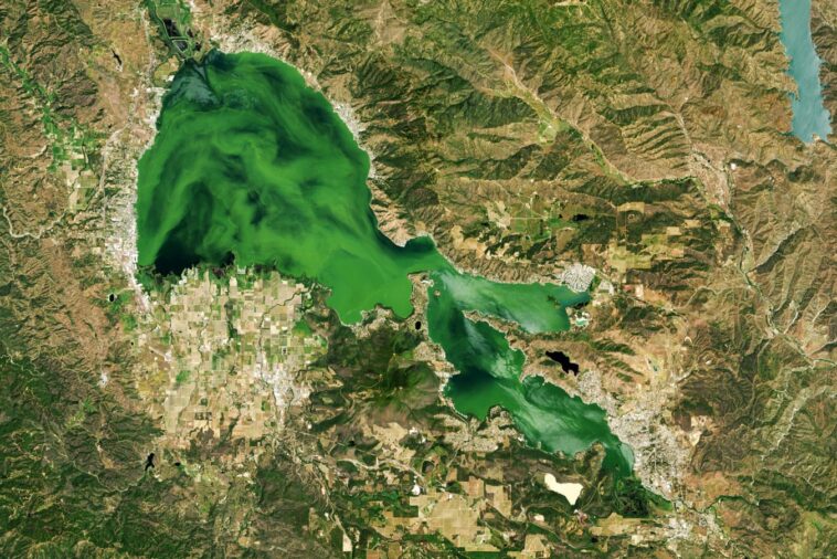 Menace verte : algues toxiques et négligence environnementale à Clear Lake, en Californie