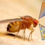 Petites antennes, grandes découvertes : comment les mouches des fruits utilisent moins pour détecter davantage
