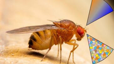 Petites antennes, grandes découvertes : comment les mouches des fruits utilisent moins pour détecter davantage