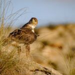 Quand le premier Homo sapiens rencontra les aigles : les anciennes racines de l'aigle de Bonelli en Méditerranée SciTechDaily