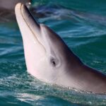 Splash Into Science : Comment Dolphin Play prédit le succès futur
