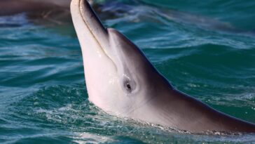 Splash Into Science : Comment Dolphin Play prédit le succès futur