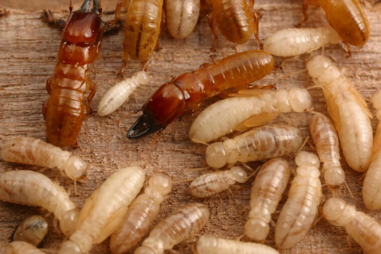 Taux de réussite de 95 % : les scientifiques développent un nouveau moyen plus efficace et non toxique de tuer les termites SciTechDaily