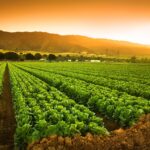 Découverte révolutionnaire : comment le zinc pourrait changer l'agriculture pour toujours SciTechDaily