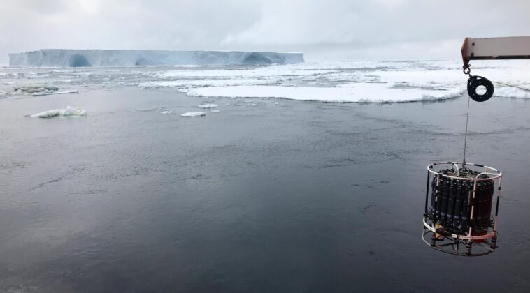 Des phoques équipés de capteurs découvrent de nouvelles voies d'eau de mer autour de l'Antarctique