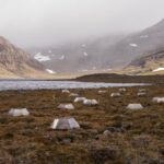 La toundra devient traîtresse : le réchauffement climatique transforme le puits de carbone en source SciTechDaily