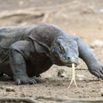 Komodo Dragon Stroll