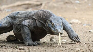 Komodo Dragon Stroll