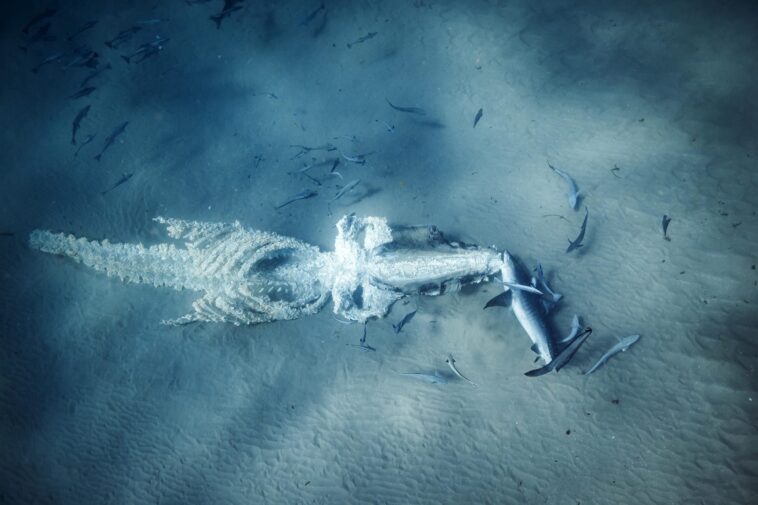 Les mystères des profondeurs : suivre les voyages des baleines après leur mort