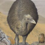 Les oiseaux en voie de disparition de Nouvelle-Zélande trouvent refuge dans les anciens habitats des Moas SciTechDaily