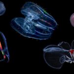 Survie à des profondeurs extrêmes : comment les méduses défient la pression océanique SciTechDaily