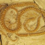 Un serpent vieux de 34 millions d'années découvert dans le Wyoming bouleverse notre compréhension de l'évolution SciTechDaily