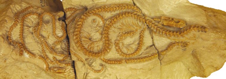 Un serpent vieux de 34 millions d'années découvert dans le Wyoming bouleverse notre compréhension de l'évolution SciTechDaily