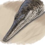 Des paléontologues découvrent un crocodile marin unique ressemblant à un dauphin datant de l'époque des dinosaures